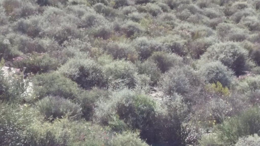 0 Bedroom Property for Sale in Calvinia Rural Northern Cape